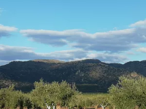 OLIVAR EN LAS FALDAS DE SIERRA DE MONTÁNCHEZ