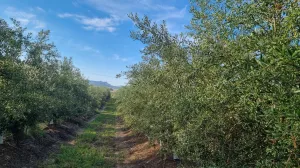 Venta 77 Ha Olivos y Almendros