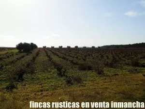 finca venta 22 has labor riego en Valdepeñas