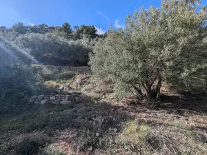 Finca rústica con olivos y buenas vistas