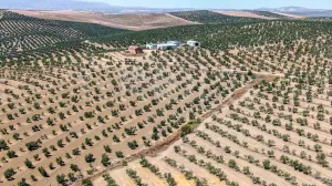 Olivar ecológico de regadío en Jaén