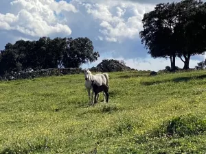 FINCA HIPICA Y DE RECREO EN MADRID - 1511