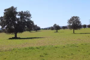 FINCA AGRICOLA Y GANADERA EN TOLEDO - 1488