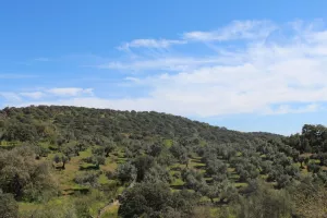 FINCA DE CAZA Y RECREO EN CORDOBA - 1487