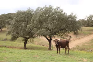 FINCA DE RECREO Y GANADERA EN SEVILLA - 1435