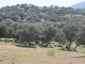 FINCA GANADERA EN TOLEDO