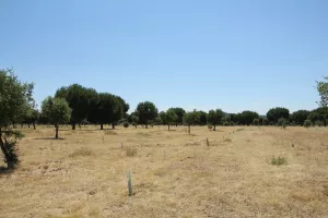 FINCA DE RECREO EN TOLEDO