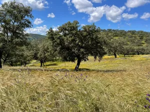 Finca 125 ha de dehesa en Palomas, Badajoz
