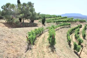 Bodega con viñedo en DO Priorat