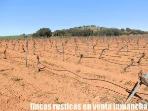 finca en venta 50 has. olivar viña riego