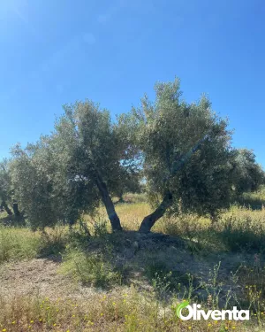 Olivar llano en producción a un paso de Jaén