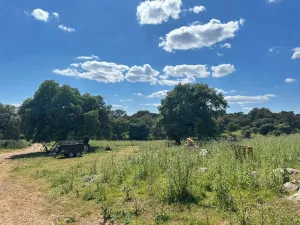 🌿 Finca en la Sierra Norte de Sevilla: 97 He
