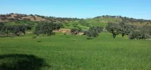 Dehesa 207 Hectáreas en Huelva