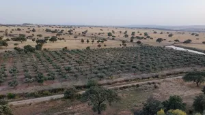 Finca Logrosan