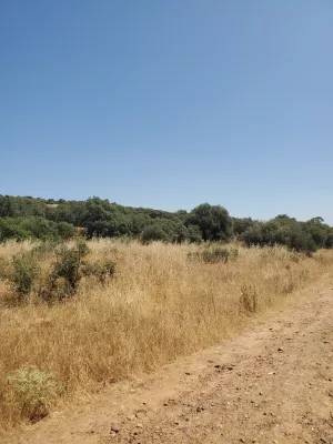 Finca de 100 Ha de Monte
