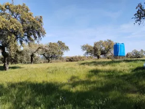 Venta de dehesa