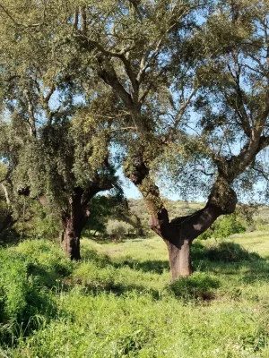 Venta de dehesa