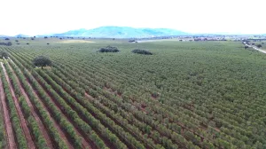 1750 HECTÁREAS DE OLIVAR - DEHESA Y GANADERA