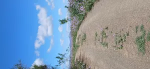 Almendro ecológico con 2 cortijos