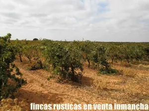 finca en venta 42 has viña regadío Cuenca