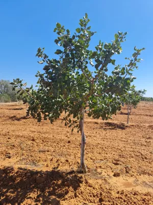 FINCA EN EL SUR DE ESPAÑA