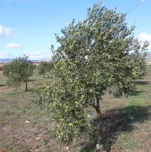Finca Recreo totalmente equipada 130 olivos.