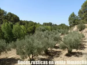 finca en venta 60 has. recreo Alicante