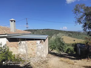 Finca de olivar