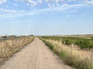 Venta de viñedo emparrado de 5.2 hectareas