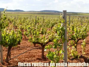 finca en venta 1.366 Has. labor viña monte