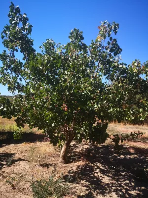 INCA CON OLIVAR,VIDES,FRUTALES,POZOS,NAVE