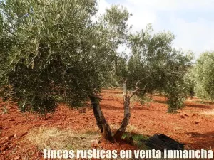 finca en venta 46 has. olivar tierra riego