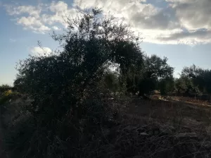 OLIVAR EN LAS FALDAS DE SIERRA DE MONTÁNCHEZ