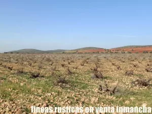 finca venta 22 has labor riego en Valdepeñas