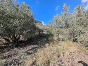 Finca rústica con olivos y buenas vistas