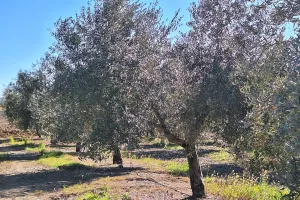 Olivar en El Carpio