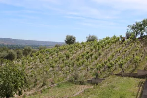 FINCA DE RECREO CERCA DE MADRID - 1500