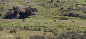 FINCA GANADERA EN JAEN - 1430