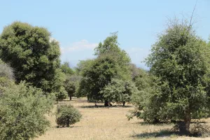 FINCA DE RECREO EN TOLEDO