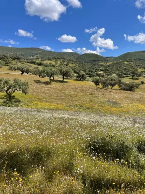 Finca 125 ha de dehesa en Palomas, Badajoz