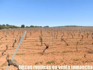 finca en venta 50 has. olivar viña riego