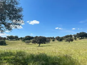 🌿 Finca en la Sierra Norte de Sevilla: 97 He