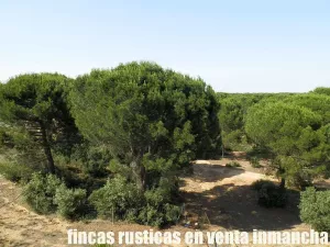 finca en venta 240 has. labor pinar maderable