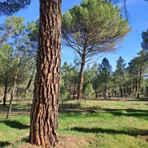 Venta finca forestal y 1.918m2 edificacion