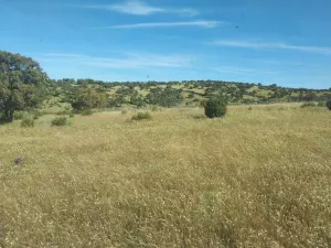 Explotación ganadera y cinegética en Córdoba