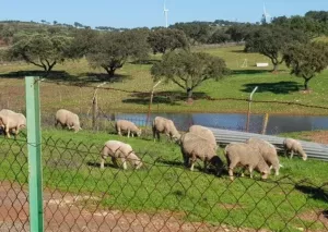 Dehesa 207 Hectáreas en Huelva