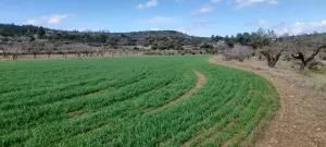 Se vende 3 parcelas agrarias de 10 ha
