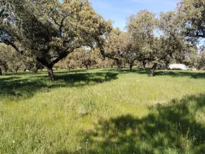 Venta de dehesa