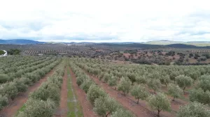 1750 HECTÁREAS DE OLIVAR - DEHESA Y GANADERA