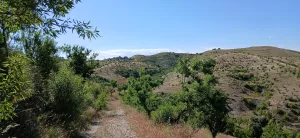 Almendro ecológico con 2 cortijos